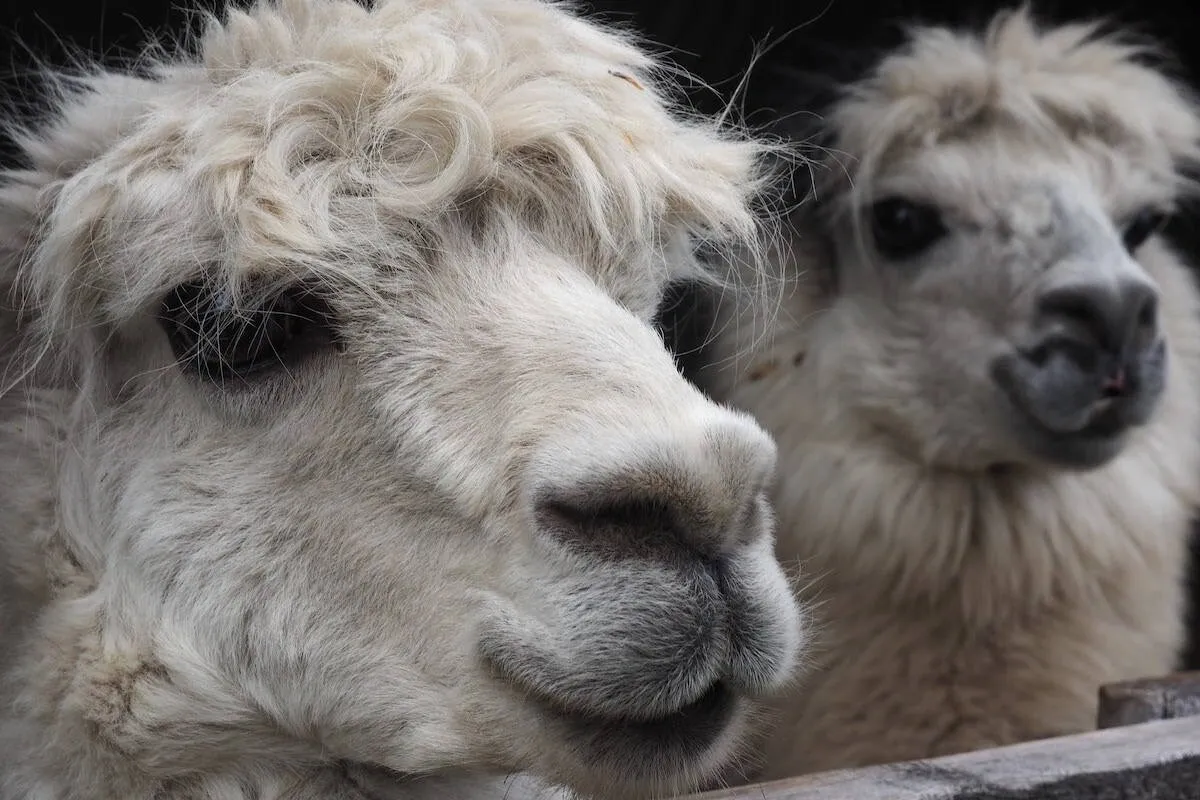 A close up of two alpacas with one looking at the camera