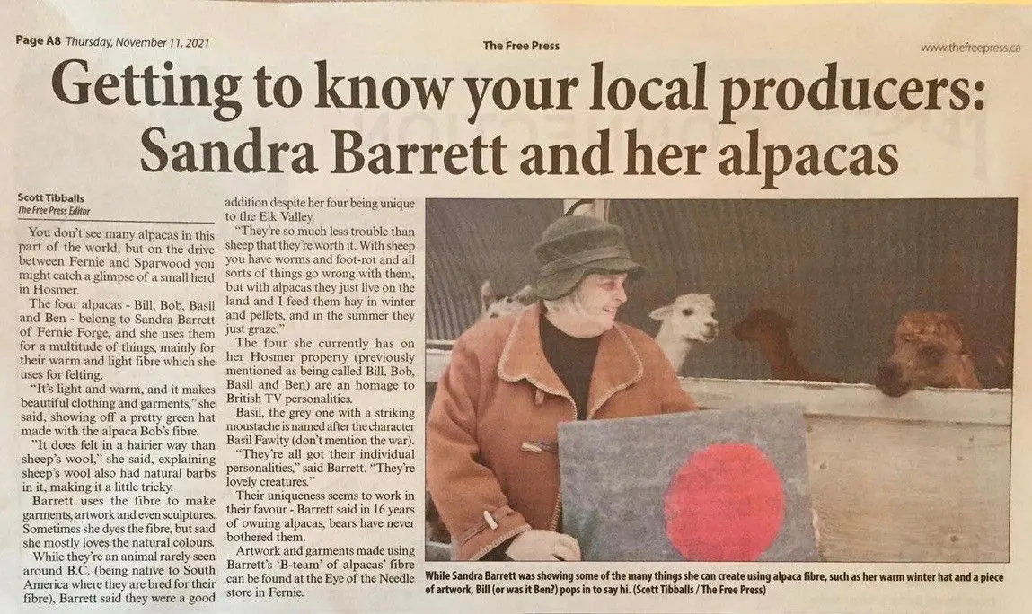 A newspaper article about sandra barrett and her alpaca.